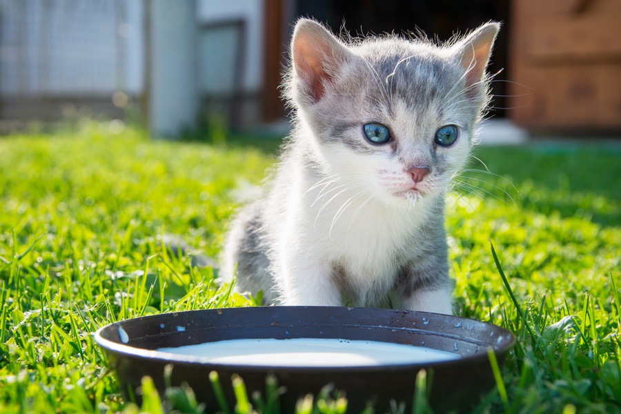 猫に豆乳を与えても大丈夫？栄養素や与える時の注意点を解説！