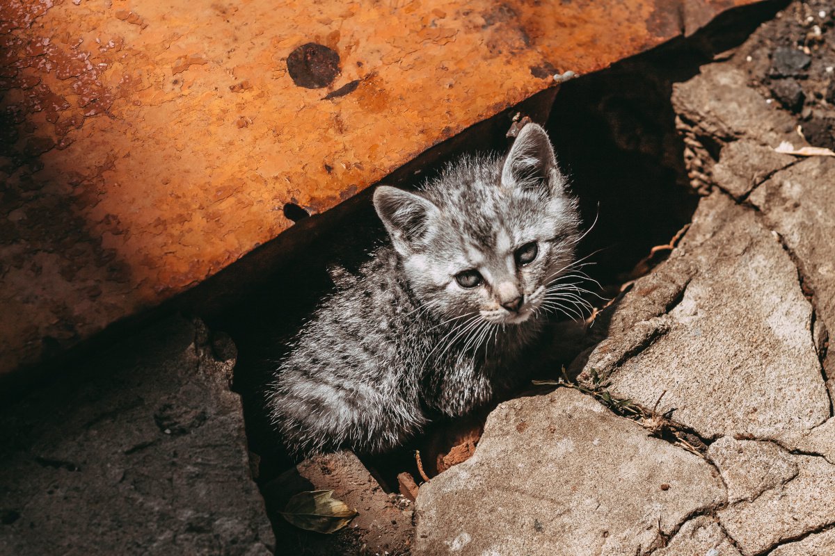 下水溝の中からニャー！約4キロ減のやせ細った状態ながら、8週間生き延びた飼い猫　米国