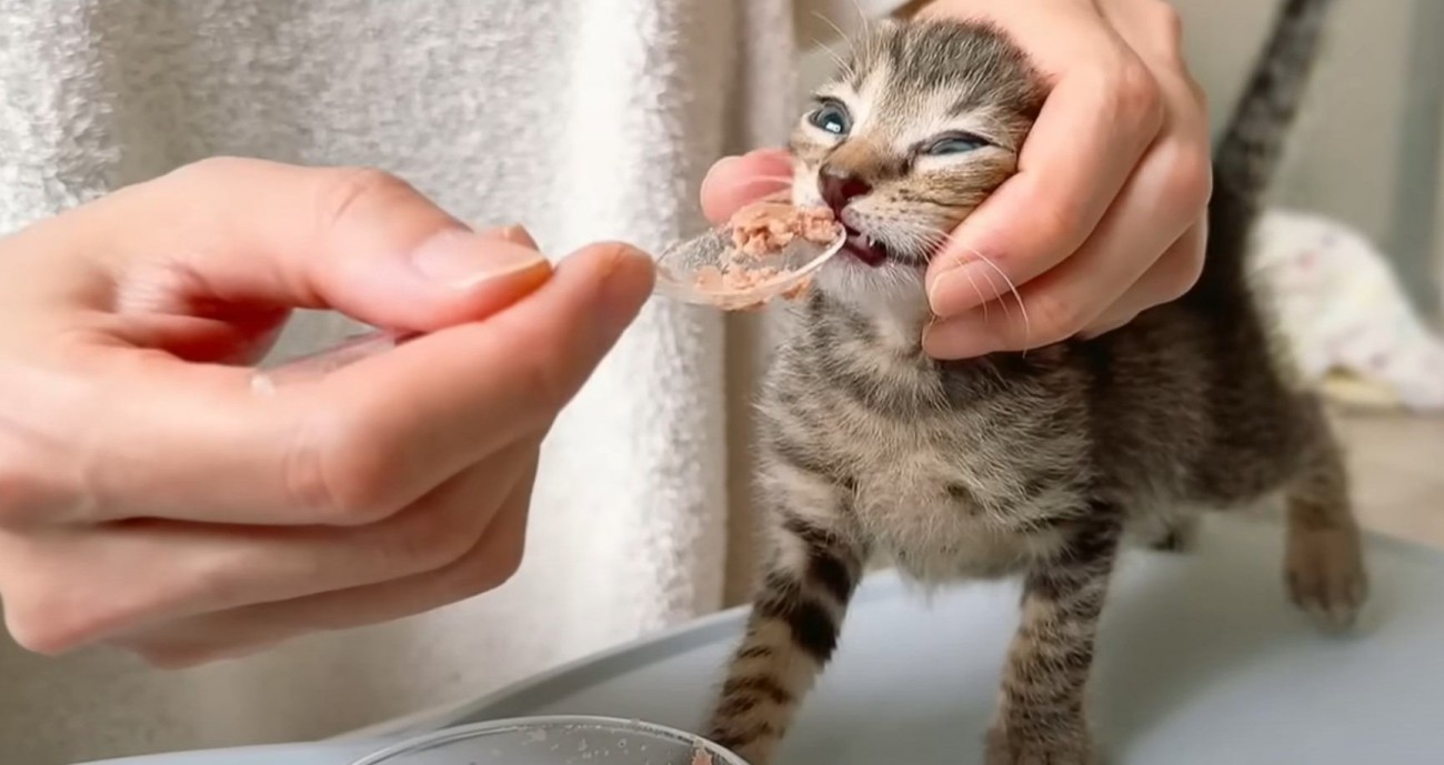 『初めての離乳食』にイヤイヤな赤ちゃん猫→スプーンで与えてみると…可愛すぎる『反応の変化』が2万再生突破「最高にかわいい」