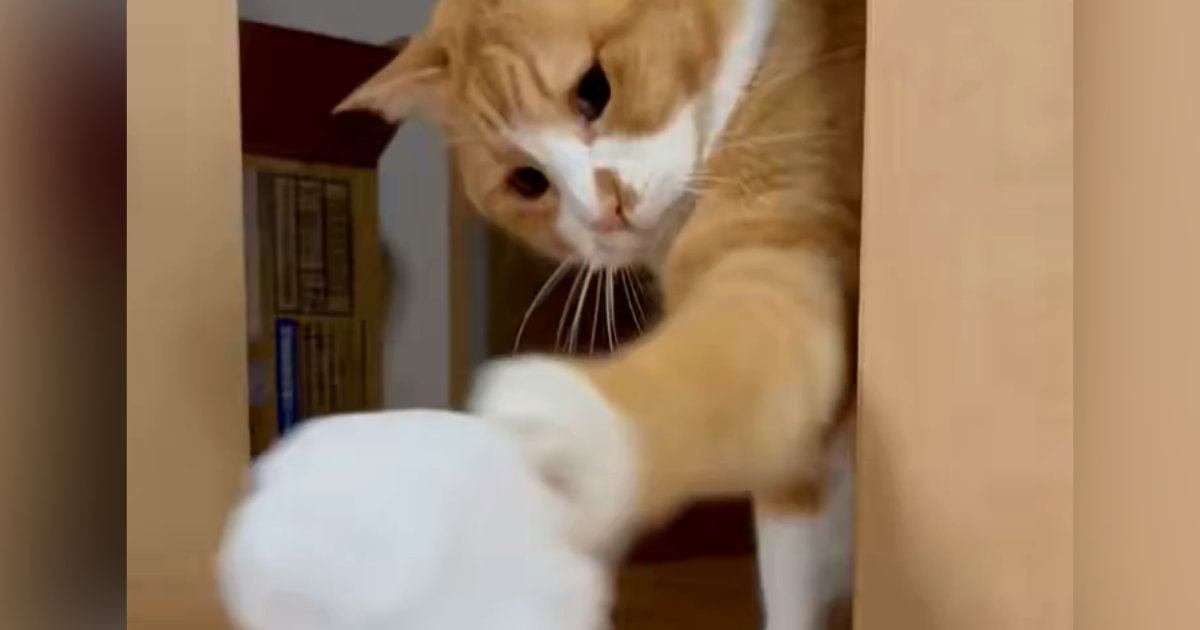 目の前の『雪だるま』をパンチで壊した猫→修復した結果…笑ってしまう展開がSNSで反響「ノールックでｗ」「エイエイッｗ」と27万表示