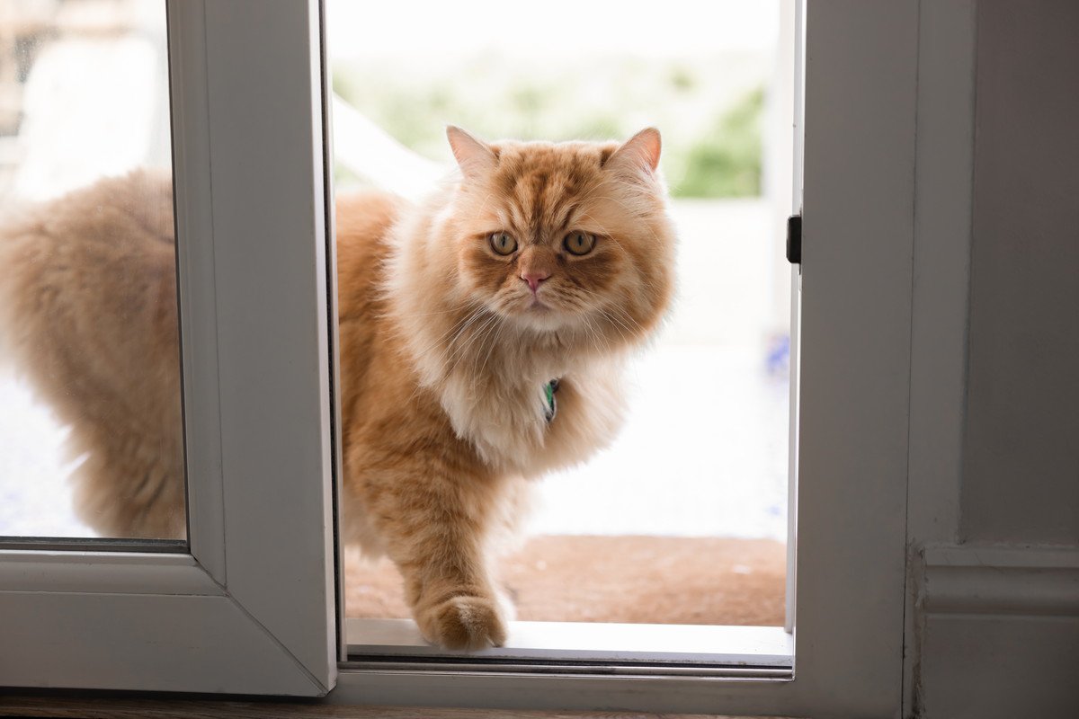 猫には『帰巣本能』が備わっているの？4つの説や帰ってこれるワケもご紹介