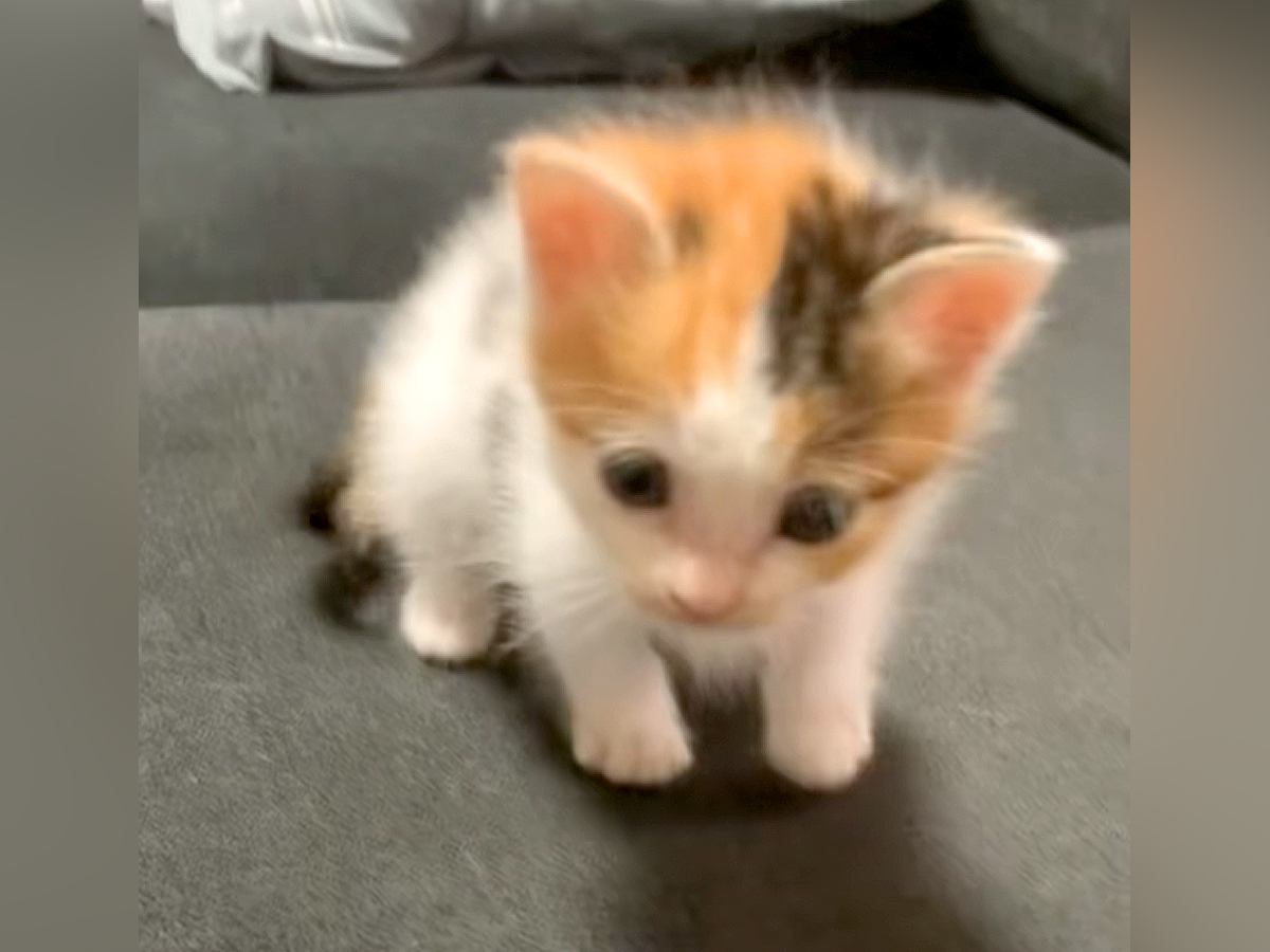ソファでよちよち歩く赤ちゃん猫→バランスをくずし、次の瞬間…まさかの『ミラクルな展開』が32万再生「かわいすぎ」「助かったにゃん」
