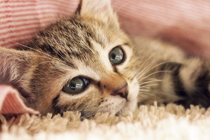 猫を飼う前に考えて欲しい「飼い主としての責任」