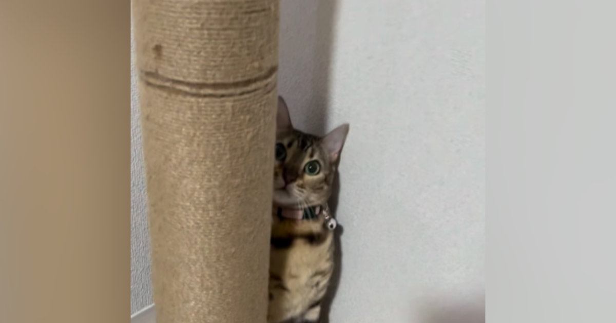 キャットタワーを登ろうとするネコを見ていると…『運動神経バツグンな様子』が素敵すぎると反響「さすがベンガルちゃん」「ステップいらずｗ」