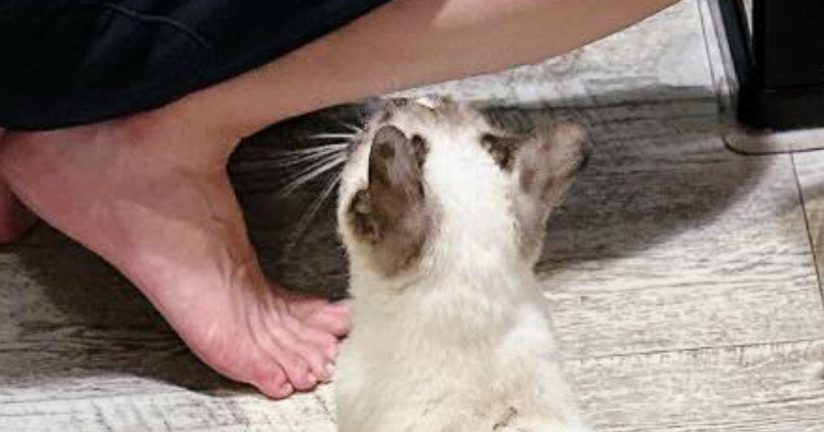 元野良猫が『犬といっしょに生活』し始めて1か月→『ごはんの時間』になると…まさかの光景に「一番犬っぽいｗ」「めっちゃ癒された」と反響