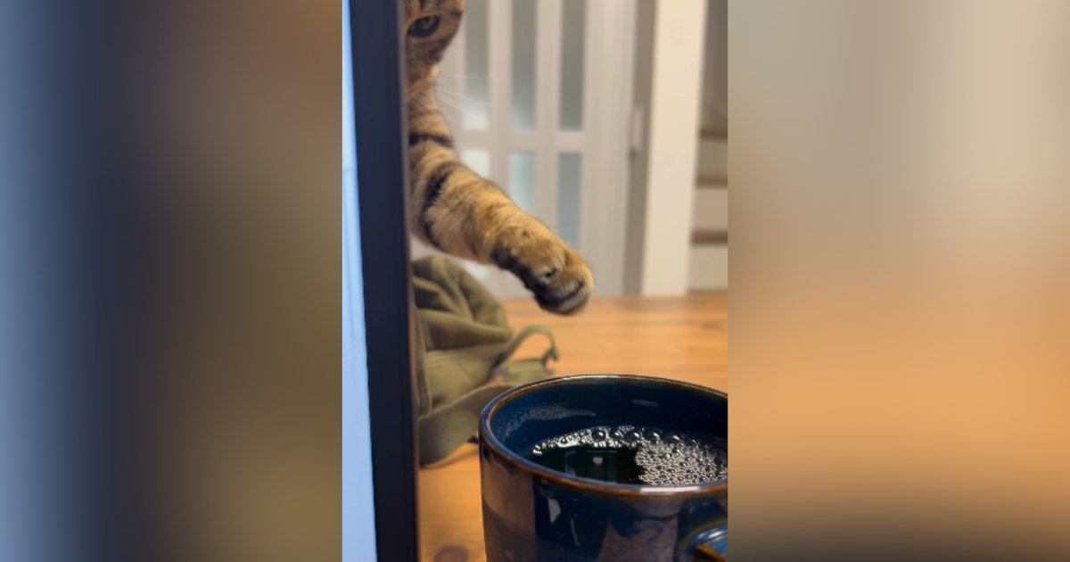 仕事中、パソコンの裏までやってきた猫→そっとおててを伸ばして…笑ってしまう光景が80万再生「こそっと感がたまらないｗ」「味を占めたｗ」