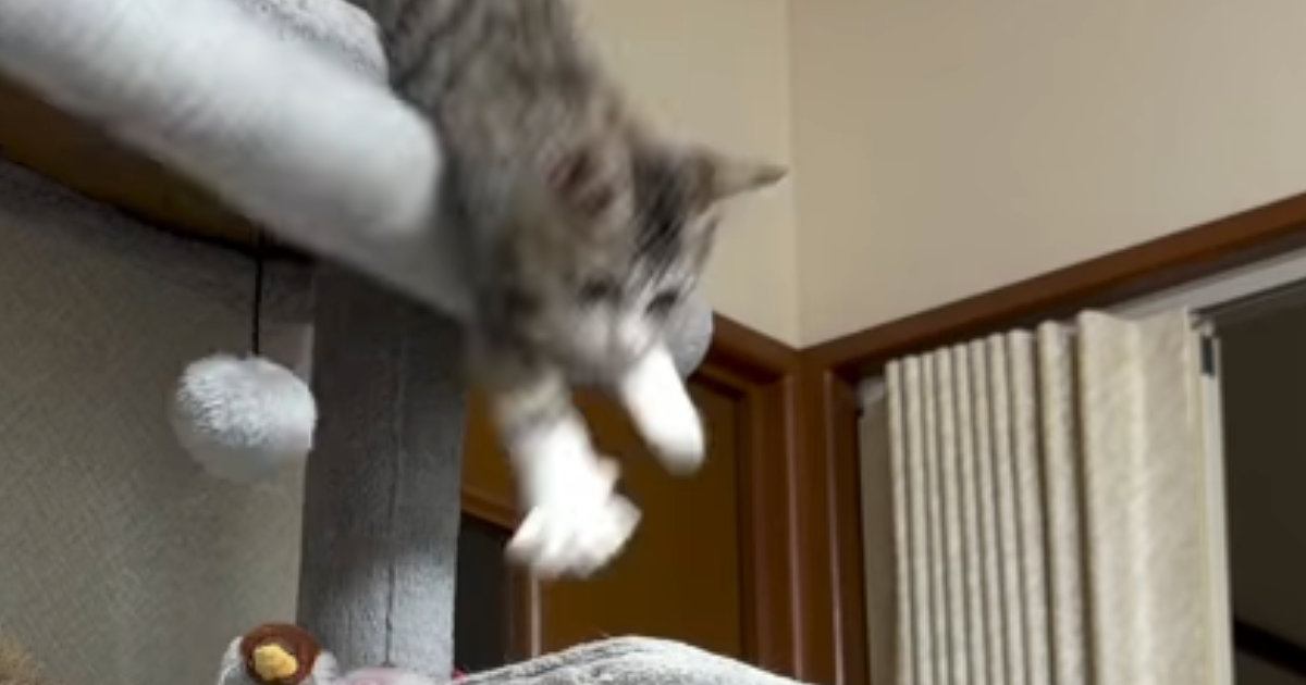 キャットタワーの上で降り方に迷う子猫→意を決して降りたら…まさかの展開に「もう全部おもしろいｗ」「愛されてるねｗ」と10万再生