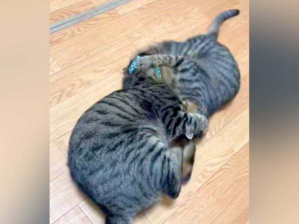 取っ組み合いをする２匹の猫→お互いをつかんで…『思わず笑ってしまう光景』が話題「蹴ってるのに蹴られているエンドレス」「メビウスの輪」