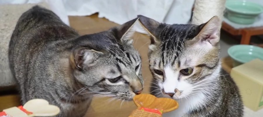 おやつタイム！粘る猫ちゃんとあっさり猫ちゃん