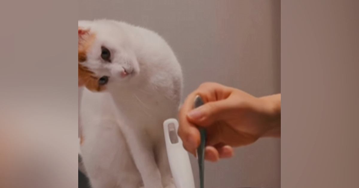 猫が初めて見る『ケーキ作り』に……可愛すぎる『リアクション』が46万再生「すんごい傾げてるｗ」「最後に笑った」と笑顔になる人が続出