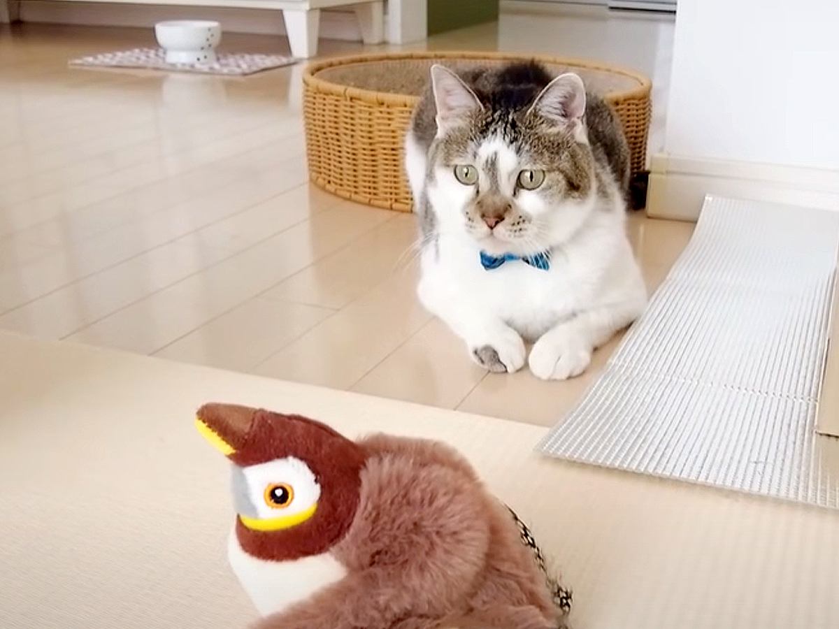 ママが２匹の猫におもちゃを買ったら→興味しんしんだったのに…まさかの『思ってたんと違う反応』に「猫あるあるｗ」「名前呼んだらくるのすごい」