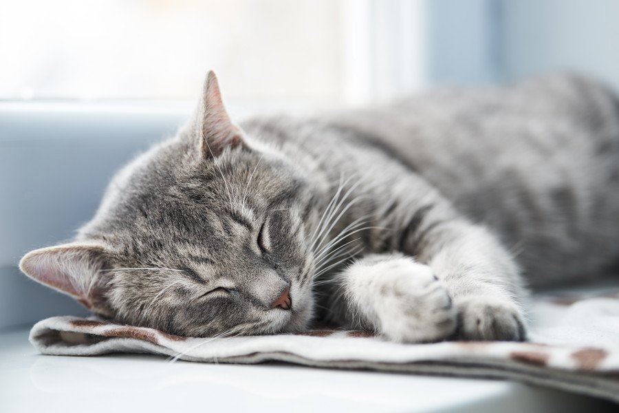 猫が体調不良になっちゃった！飼い主がお家ですべき対処法とは？【現役獣医が解説】