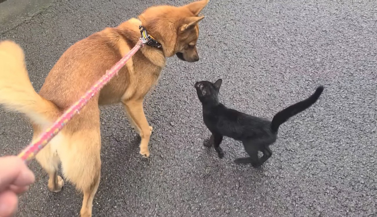 愛犬に子猫がついて来る！人懐っこい黒い子猫との運命の出会いに『何て幸せな子なのでしょう』『対応が徹底している上に完璧』と感動する人が続出！