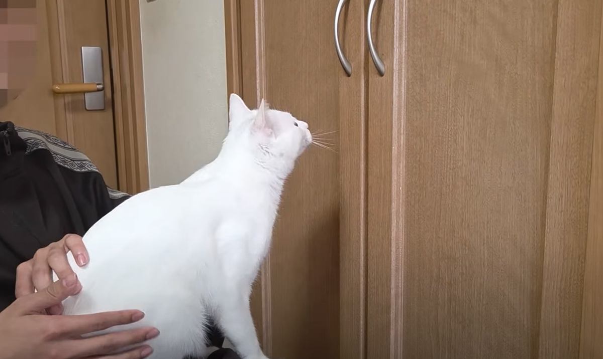 クローゼットの中にある『おもちゃが欲しい猫』→扉を開けてあげると…思わず笑っちゃう展開が14万再生「ほっこり」「なで方が完璧すぎるｗ」