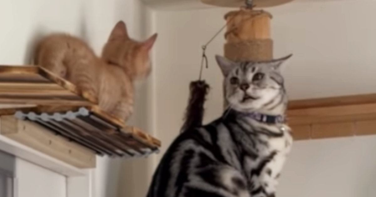 兄猫を追って高いところまで上った子猫→兄猫が下り方を見せると…『愛あふれる光景』が19万再生「いいお兄ちゃん」「ウルウルしちゃう」