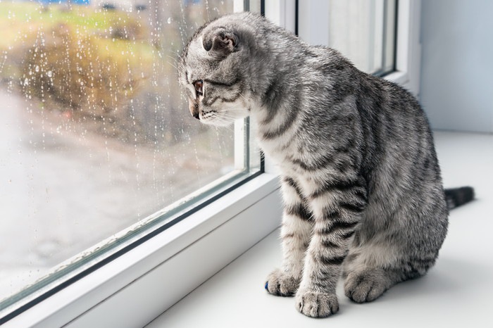 台風の脅威に要注意！猫の病気との関係性とは