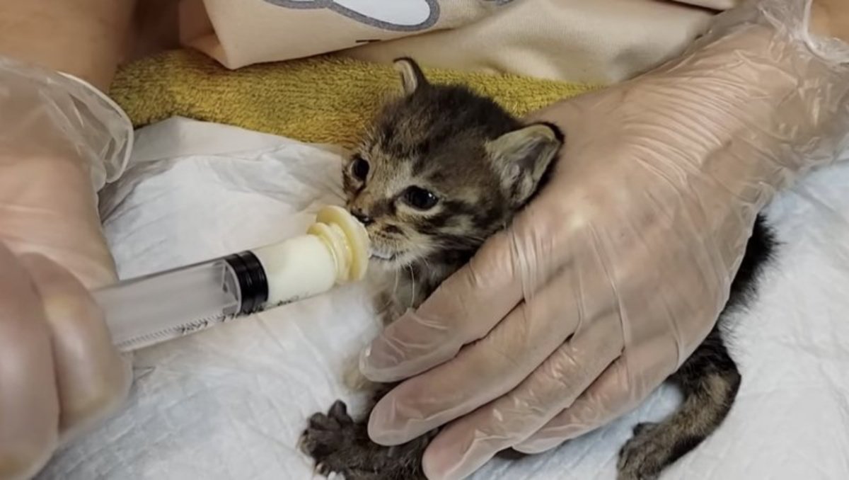 後を付いてきた指先の無い子猫…第二の猫生に向けた準備スタート♡