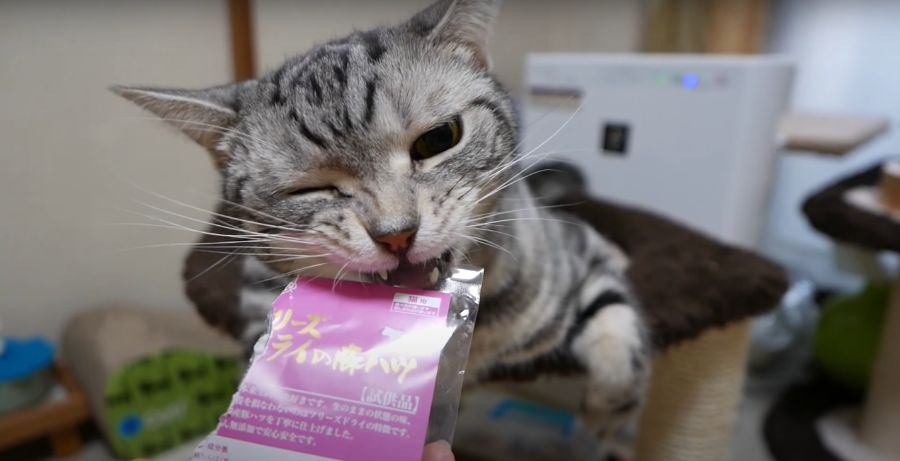 もっと食べたい！猫ちゃんの可愛いおねだり♪