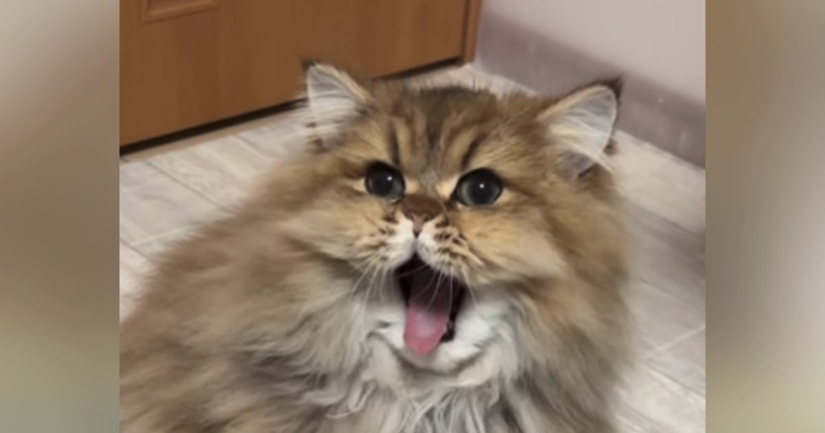 特大の『あくび』をしていた猫→終わった直後に『思わぬ変化』が起きて…まさかの瞬間が142万再生「違う顔になったｗ」「なんでｗｗ」