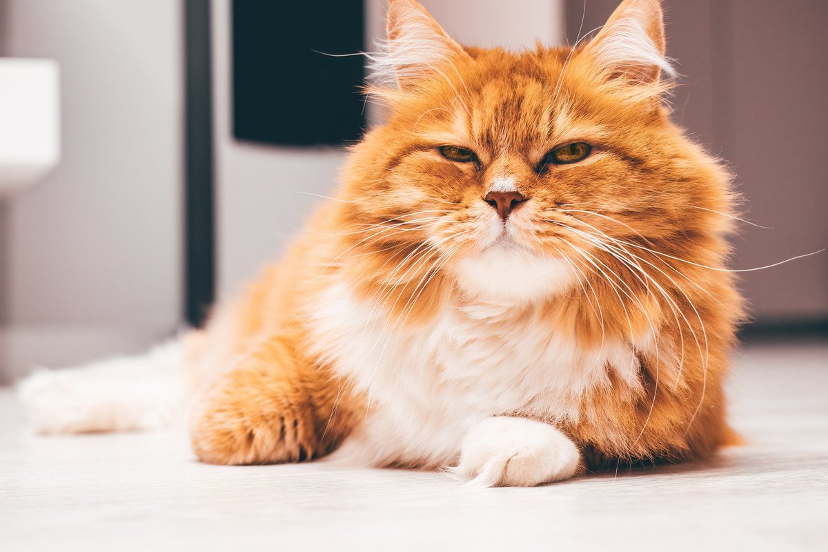 愛猫からの『信頼を失ってしまう』飼い主のダメな行動・態度5選　もう一度信じてもらうことはできる？