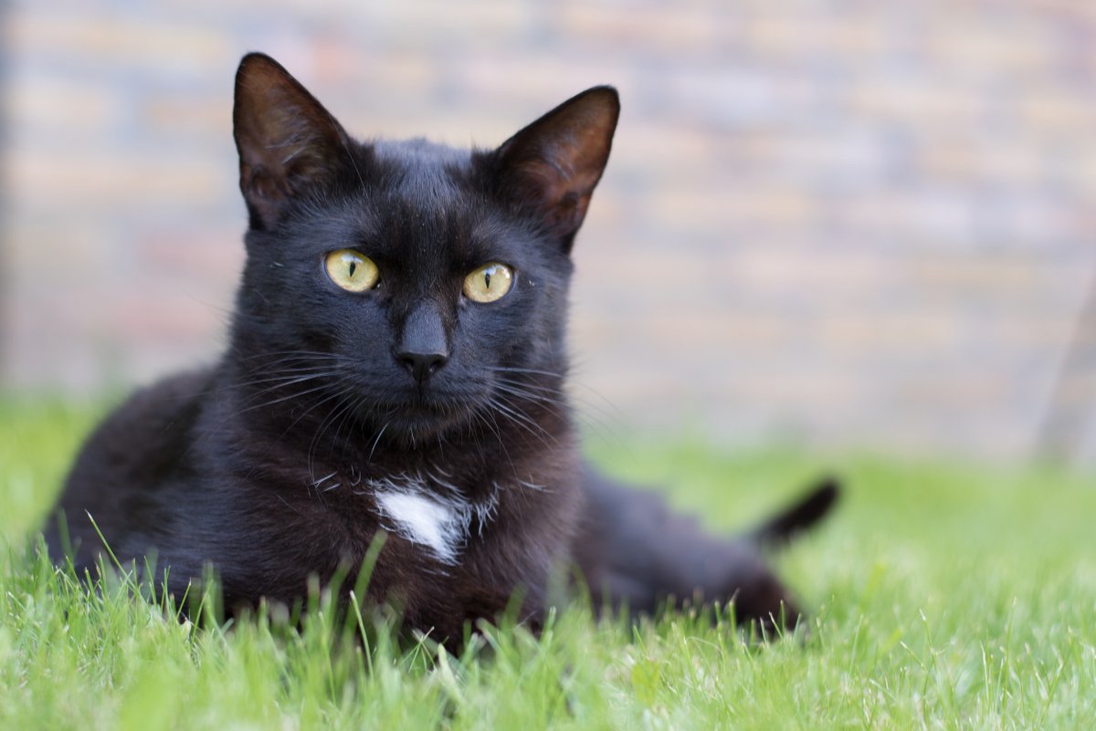 幸せを運ぶ黒猫の『エンジェルマーク』とは？悲しい歴史や幸運のサインといわれる理由