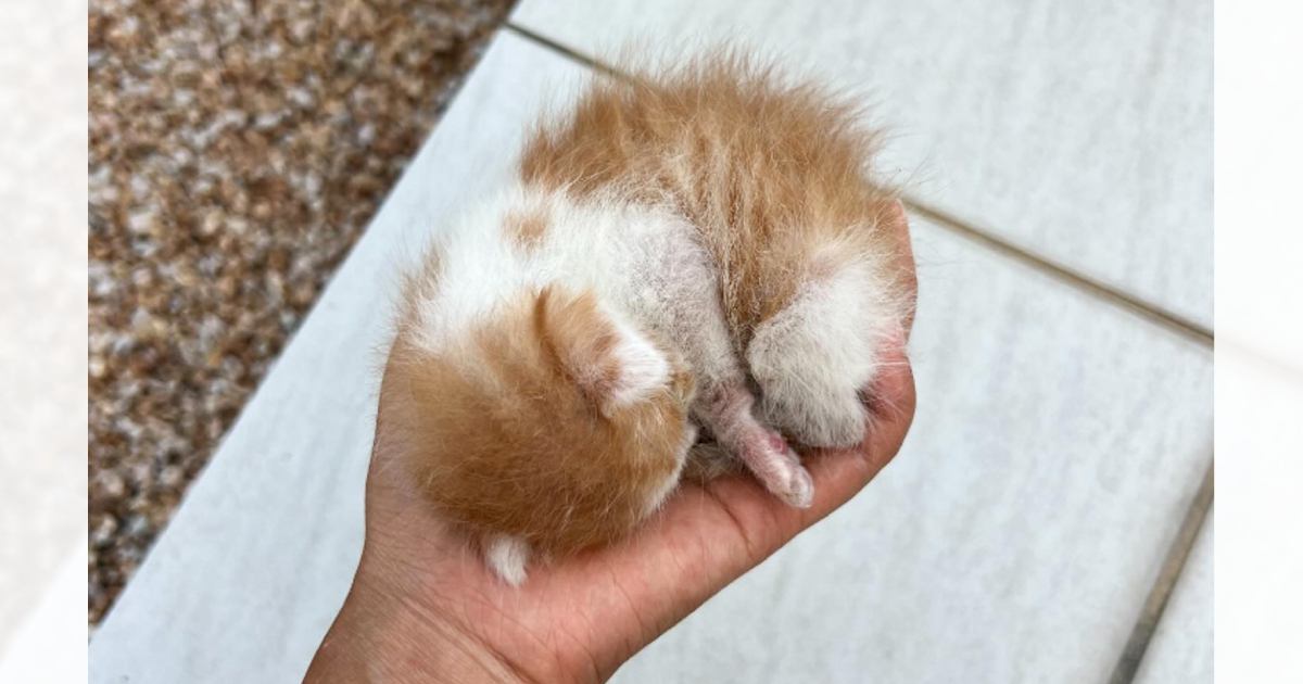 手のひらに収まるほど小さかった子猫→家族になり『約1年』が経過したら…予想外の光景が笑っちゃうと15万表示「2発もｗ」「後ろから突然ｗ」