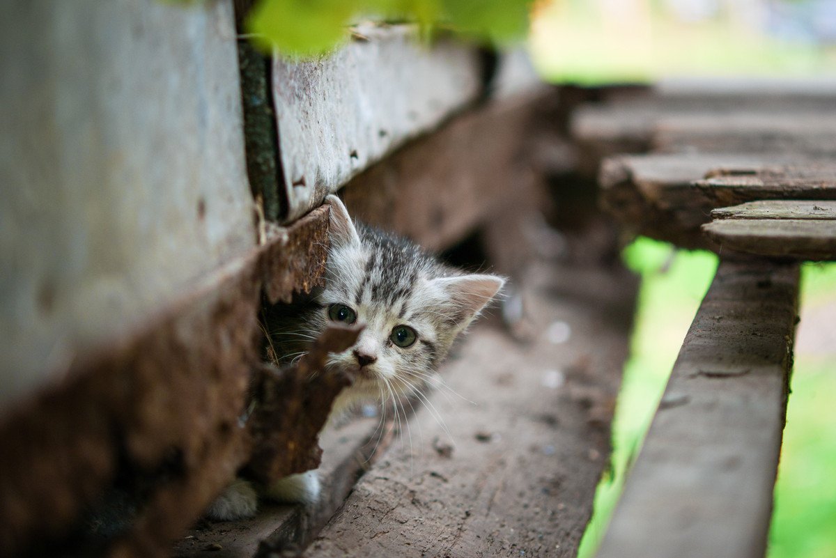 成功率90％の「猫探し探偵」が教える、迷子の愛猫を探すための知恵　韓国