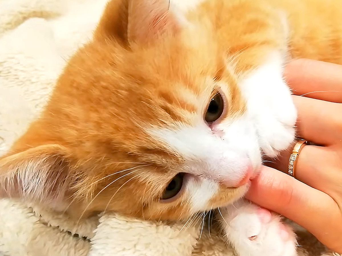 飼い主の指を吸いながら眠る子猫→５年たった結果…卒業したかと思いきや『予想外の光景』に爆笑「あまえんぼさんなんだから」「愛しいね」