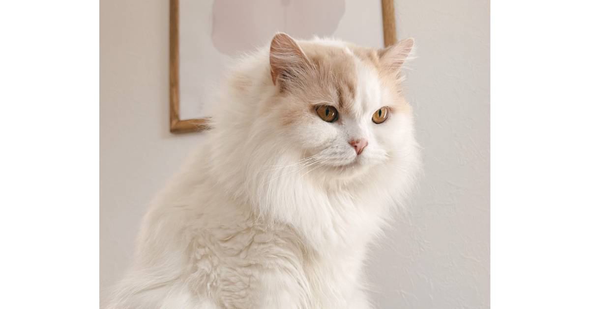 夏になって毛が抜けてきた猫→『冬の頃』と比較してみたら…想像以上の『変化』が凄すぎると57万表示「えっっ全然違う」「すごい綺麗」