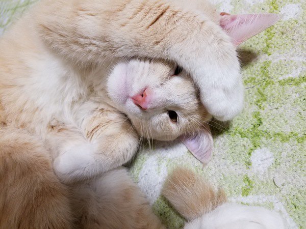 なぜ？猫カフェで猫が全然寄ってこない人の特徴３つ