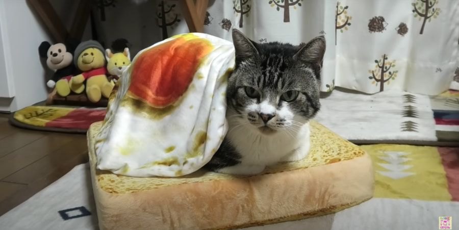 美味しそう！？猫ちゃんが目玉焼きサンドになっちゃった！