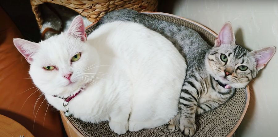 猫団子になった！一緒に寝る姿がかわいい先輩猫と子猫♡