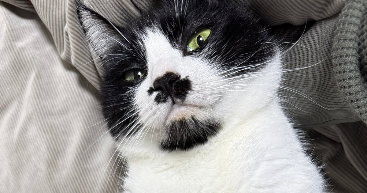 友達に『ネコのお腹が見たい』と言われて…ひっくり返してみた結果→予想外のリアクションに１万いいね「よかろう」「全員かわいい」