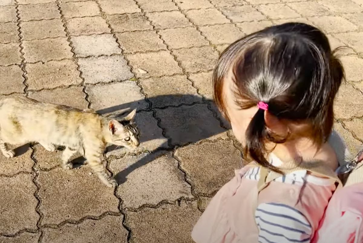 1歳の女の子が公園で出会った猫に喋りかけてみたら…まさかの『会話が成立する様子』が可愛すぎると80万再生「心が浄化されていく…」「凄い」