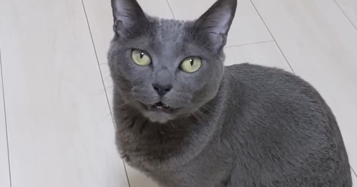 『大好きな娘が起きない』とママに助けを求める猫→ついて行ってみると…可愛すぎる光景が24万再生「健気だね」「本当に大好きなのが伝わる」