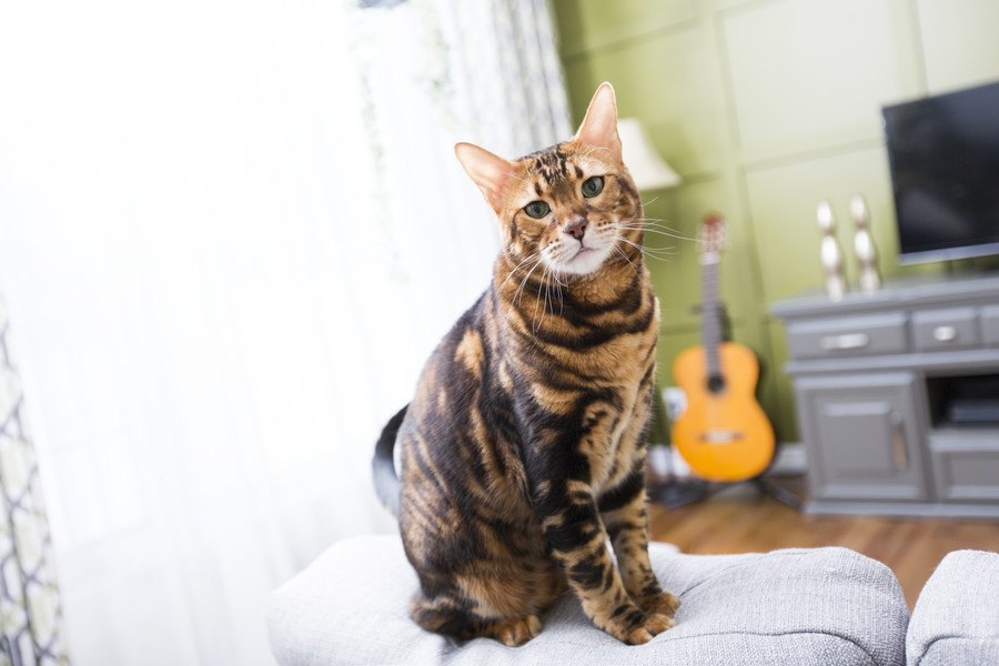 今すぐ変えたい！猫にとって危険な住宅環境５つ