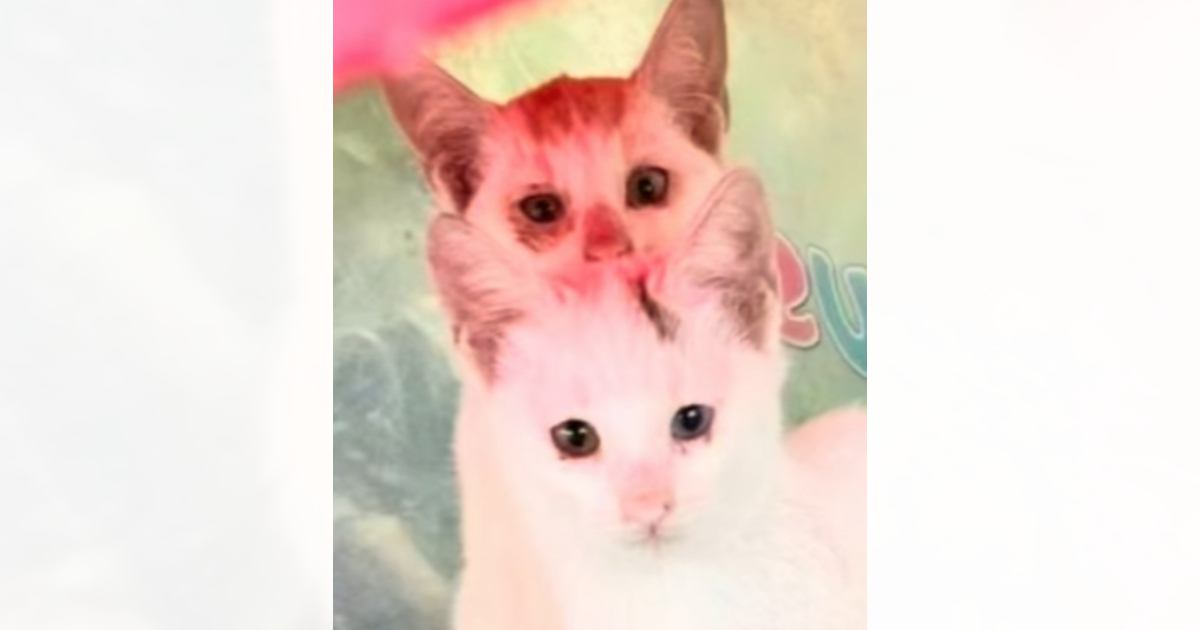 蓋が閉められたおもちゃ箱のなかで『放置されていた子猫』→保護されて約2年、新しい家族のもとに迎えられた結果…『現在の様子』に感動