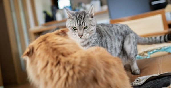 猫の喧嘩は止めた方がいい？喧嘩する理由と喧嘩させない方法とは