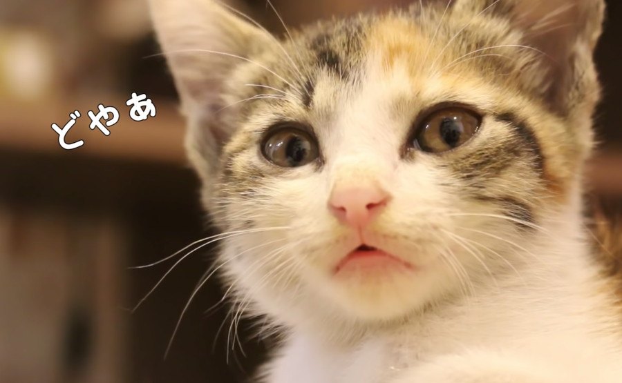 小さな子猫、お風呂できれいに♪