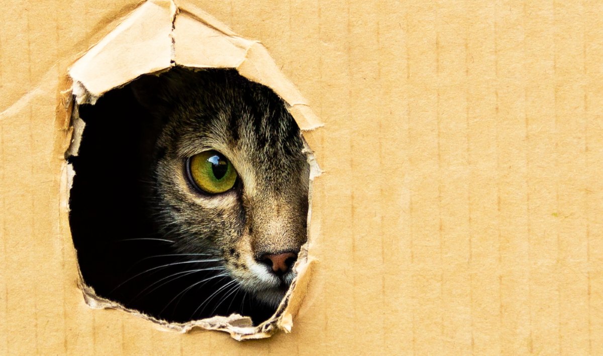 猫が飼い主に『見られたくない』と感じている瞬間4選　配慮してあげたい理由から適切な接し方まで