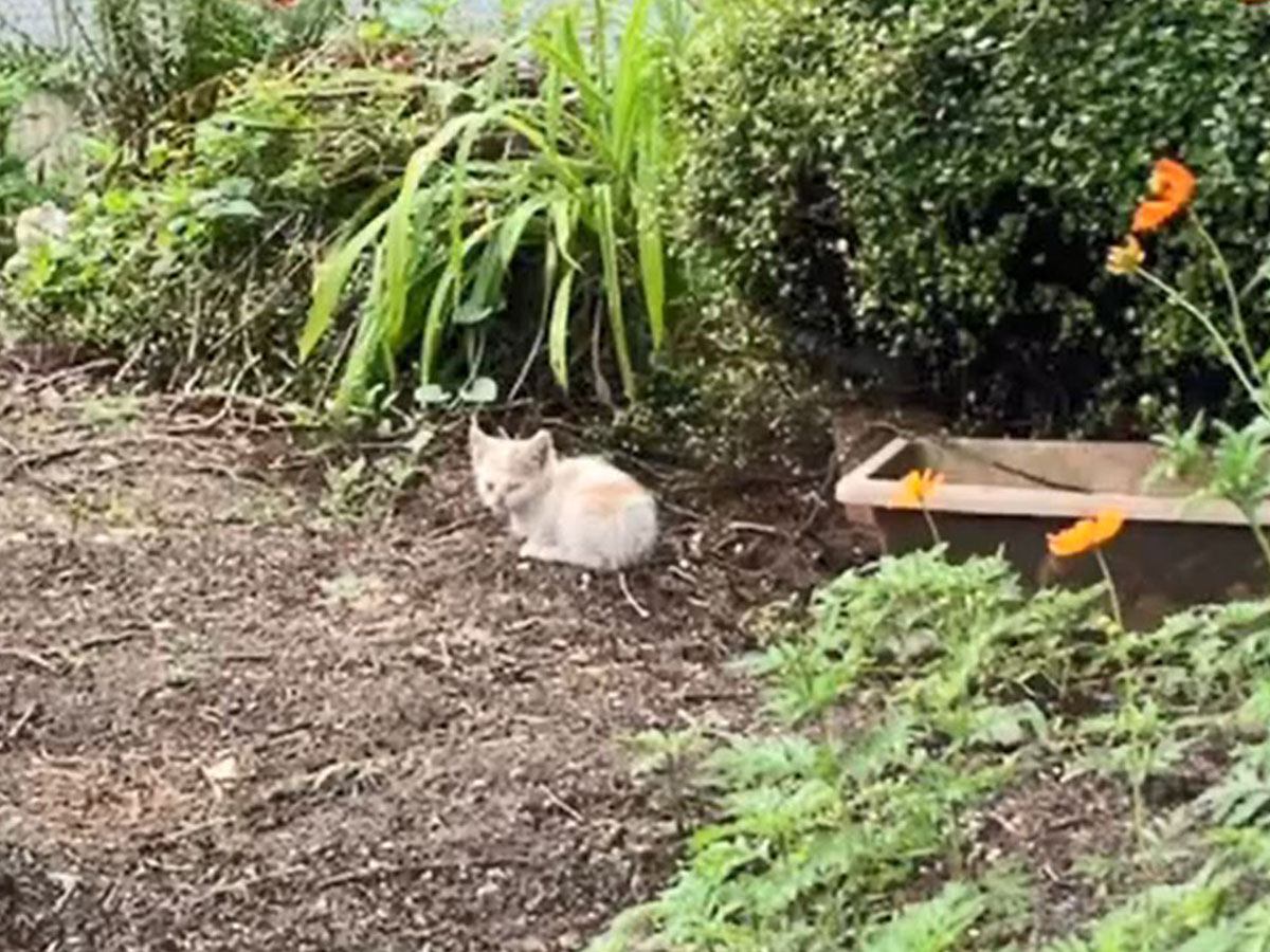 公園の花壇で『泥まみれで鳴き続ける子猫』を緊急保護…11ヶ月後の『見違える姿』に感動！「美男子に成長しましたね」「これからも元気で」の声