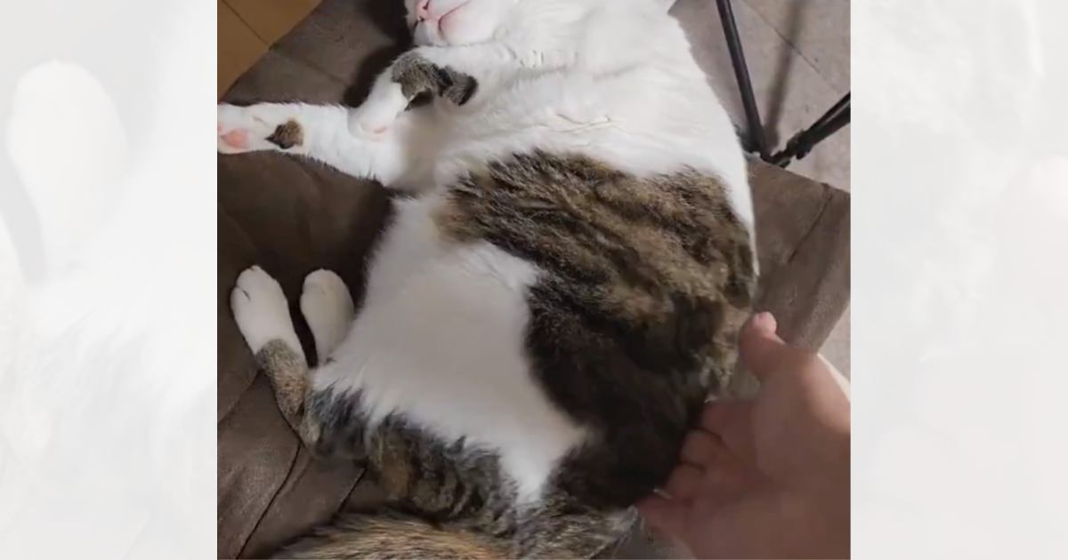 眠っている猫の背中を触ってみると……可愛すぎてたまらない『まさかの動き』が40万表示「ニャン体動物だねｗ」「やはり液体…」と話題に