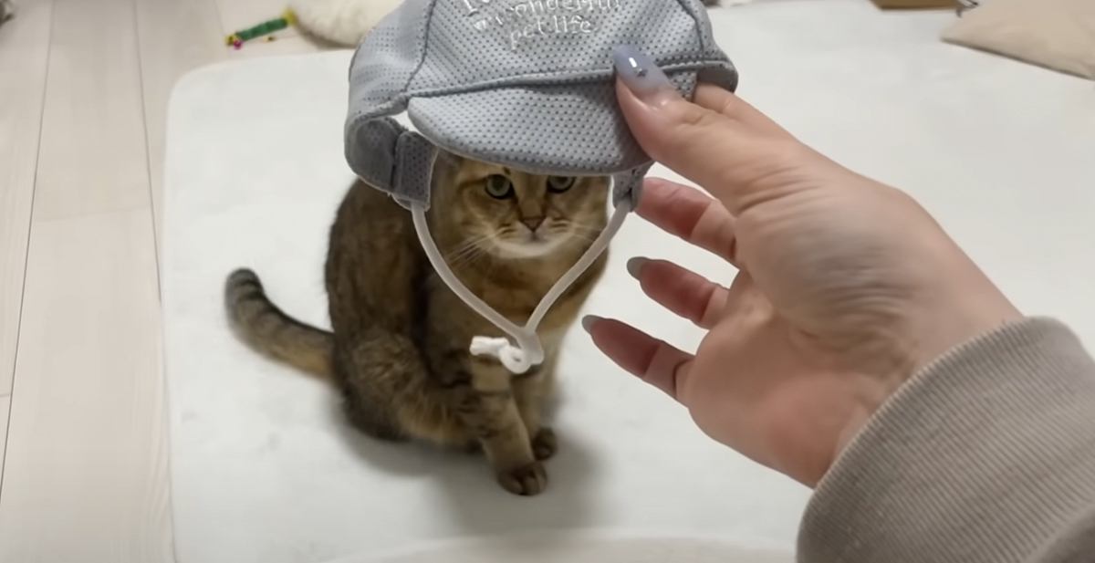 丸顔の猫に『小さな帽子』をかぶせてみたら…あまりにも想定外な『まさかの姿』に爆笑の声続出「水泳キャップｗ」「吹いた」と8万再生