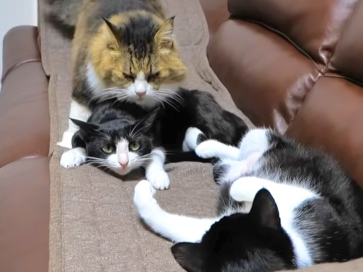 保護猫の姉妹と再会したボス猫→“独特な愛情表現”をしはじめて…まるで『父親と思春期の子どものようなやり取り』に「ウザがられてるｗ」