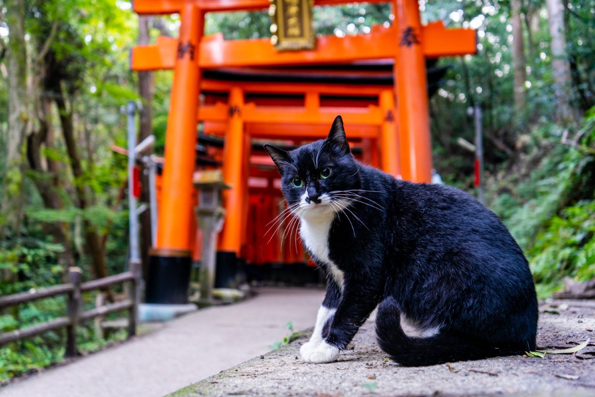 猫好きが訪れたい『神社・お寺』7選　猫にちなんだ見どころや魅力をご紹介