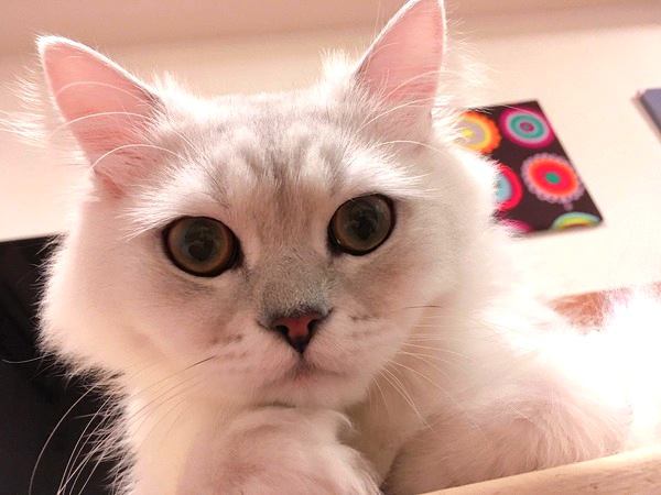 猫は飼い主のことをこう思ってる！性格別５パターン