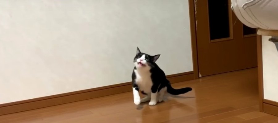 猫ちゃんの連続くしゃみが可愛すぎる♡