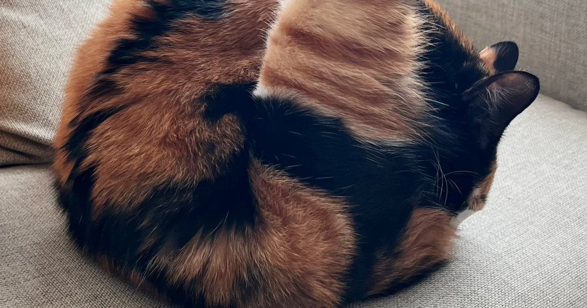 おしり周りを毛づくろいしていた猫→『足』を見ると……「おお受信されておる」「猫様の柔らかさに感嘆」まさかのポーズが11万表示の反響