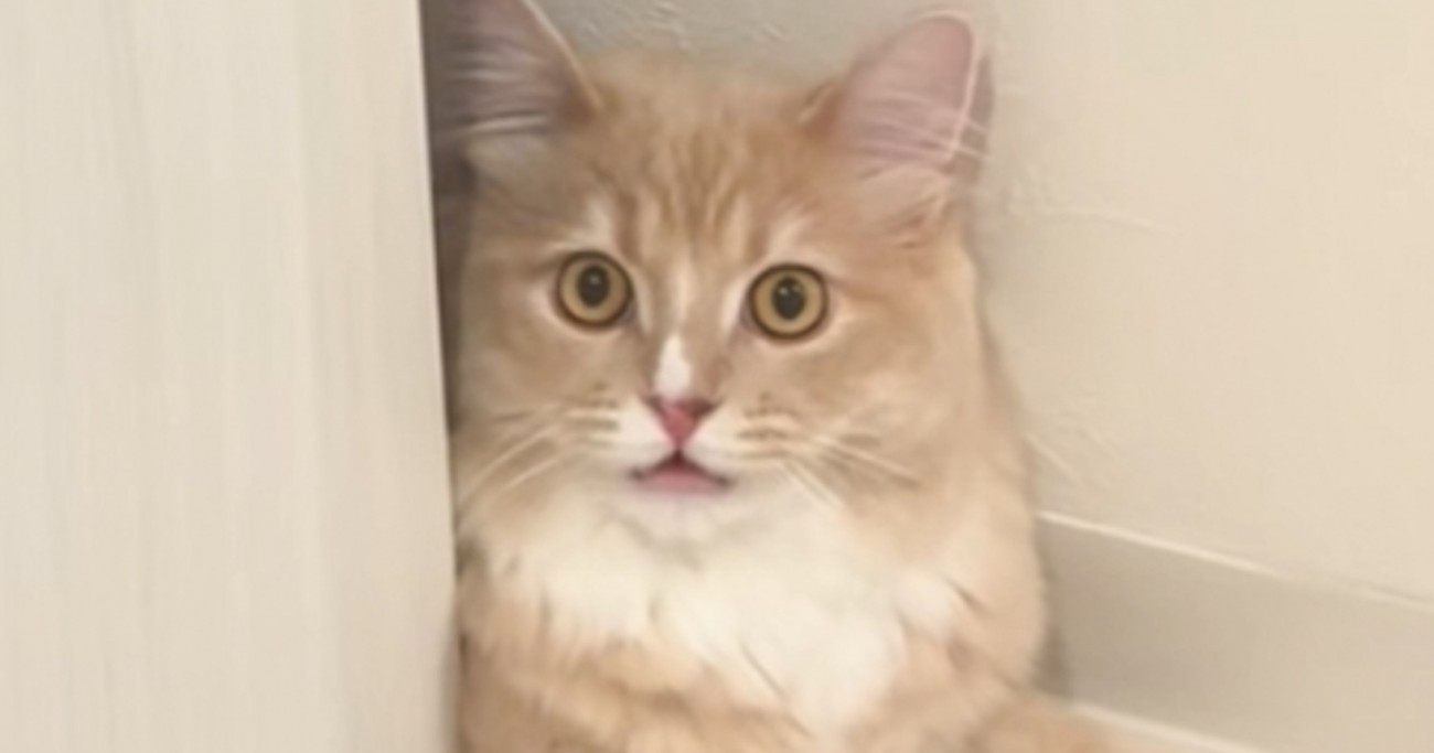 猫が『顔パック中の飼い主』を見た結果…猫とは思えない『驚きの反応』に「やばいリピしてしまうｗ」「口が開いていくのたまらん」と1万いいね