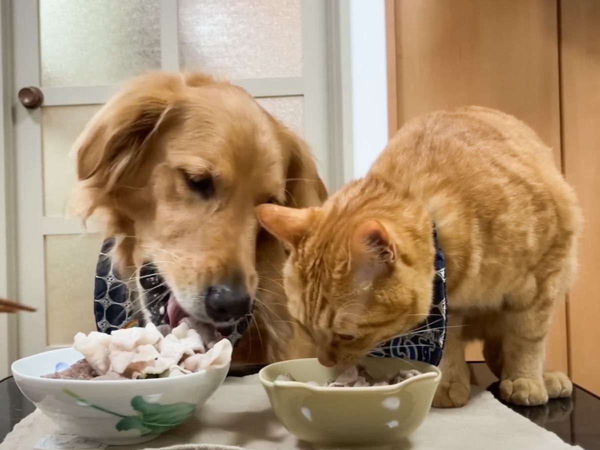 猫と犬が『しゃぶしゃぶパーティー』に参加した結果…まさかすぎる結末に「肉より魚かも…」「めっちゃ笑った」と7万1000再生の反響